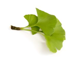 Ginkgo