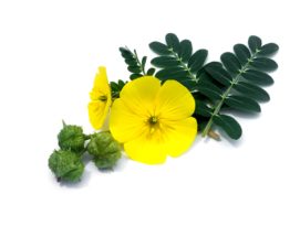 Tribulus