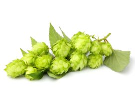 Houblon