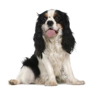 cavalier king charles