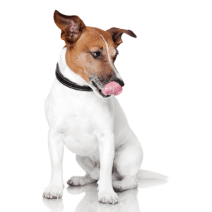 chien jack russel langue